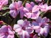 Impatiens in the Sun