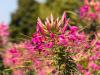 Fading Cleome