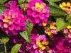 Colourful Lantana