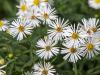 Michaelmas Daisies