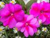 Impatiens 'Bouquet'