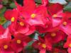 Red Dragon-Wing Begonia