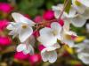 White Dragon-Wing Begonia