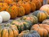 Rows of Pumpkins