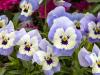 Cheery Violas