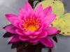 Another Pink Water Lily