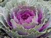 Ornamental Cabbage