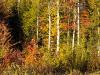 Birches, at Rest Stop along Hwy 117