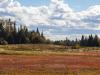 Blueberry Fields