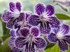 Streptocarpus on the Windowsill