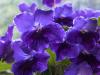 Purple Streptocarpus