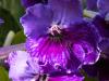 More Purple Streptocarpus