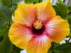 Exotic Orange Hibiscus