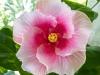 Vandermeer Pink Hibiscus