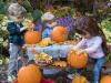 Carving Pumpkins