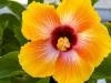 Sunny Hibiscus