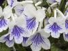 White Streptocarpus