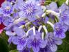 Light Purple Streptocarpus