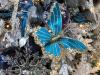 Blue Butterfly