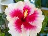 the Very Last Hibiscus Bloom