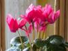 Mini Cyclamen