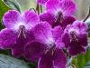 A New Streptocarpus