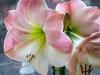 the First Amaryllis to Bloom