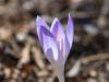 the Very First Crocus