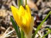 the First Yellow Crocus