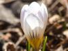 Another Crocus