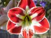the Second Amaryllis - Spartacus