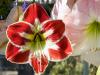 the First Two Amaryllis to Bloom