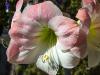 Apple Blossom Amaryllis in the Sun