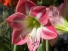 Striped Amaryllis