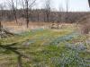 the Old Orchard