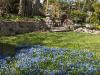 Backyard Scilla Patch