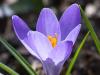 Crocus