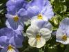 Pansies