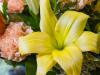 Lily Close-Up