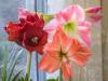 the Last Three Amaryllis