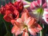 Amaryllis in the Sun