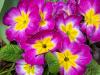Primroses