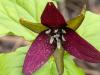 Red Trillium