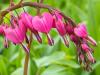 Bleeding Heart