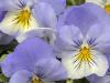 Pansies