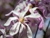 Star Magnolia