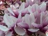 Saucer Magnolia