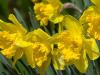 Daffodils