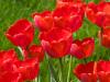 Red Tulips