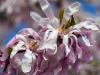 Star Magnolia